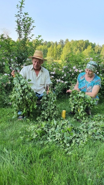 Заготовка веников